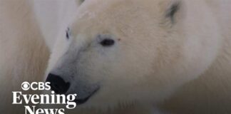 Polar bears increasingly under threat as glaciers melt faster
