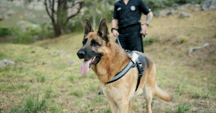 Military Dog Deaths EXPOSE Massive Neglect