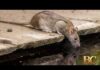 Mutant sewer rats spreading through major US cities
