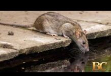 Mutant sewer rats spreading through major US cities